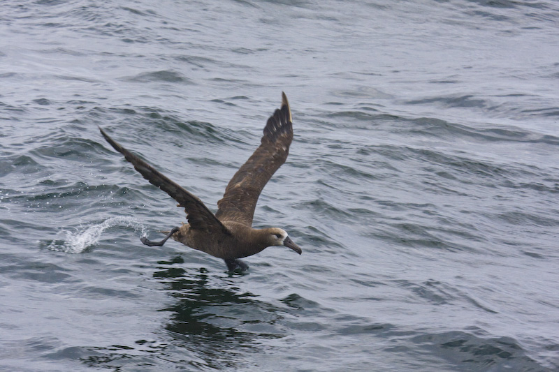 Black-Footed Albatross Taking Flight